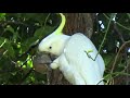 Попугаи Какаду и Гала, Лес во Дворе и с Наступающей Пасхой! Local Native Parrots 🧚‍♀️