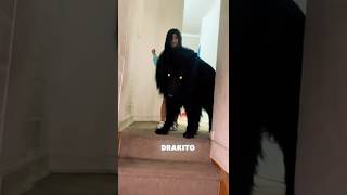 The Viral Scary Dog Of Tiktok Drako The Groenendael