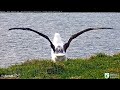 Live Royal Albatross (New Zealand) - Королевский альбатрос (Новая Зеландия)