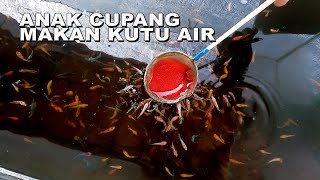 ANAK CUPANG MAKAN KUTU AIR