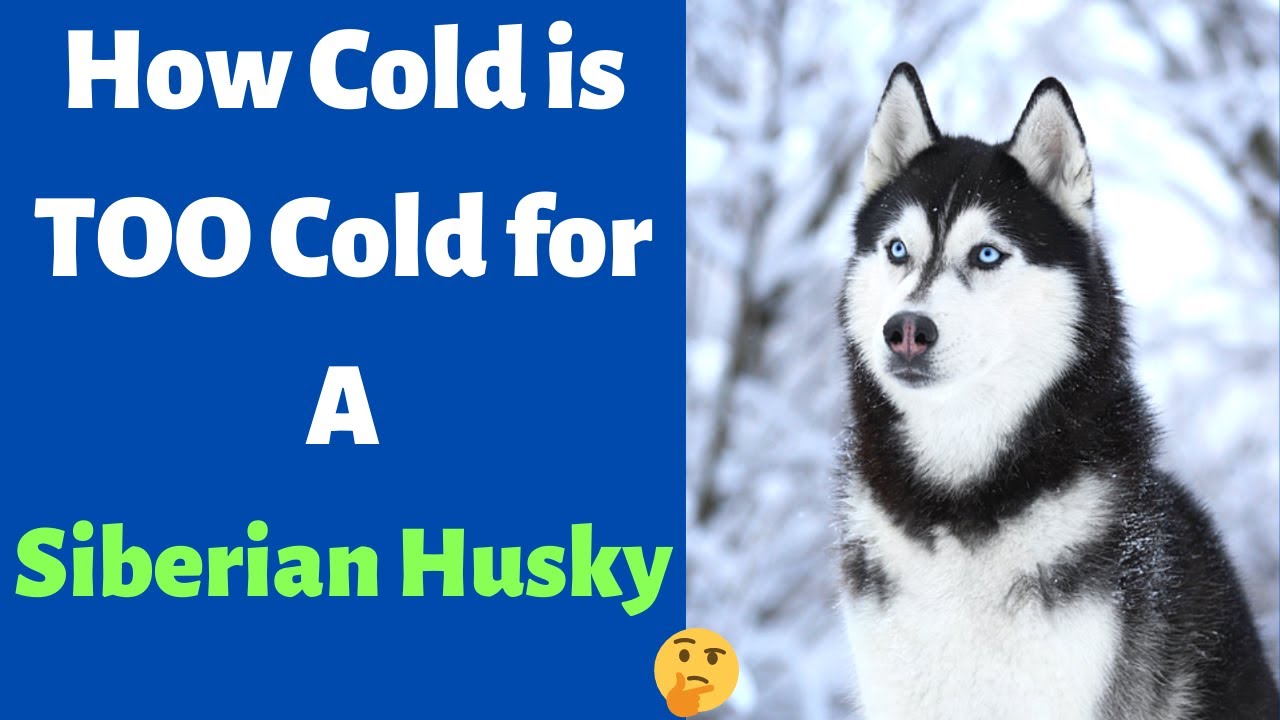 How Cold Is Too Cold For Your Siberian Husky? How Much Can He/She Adjust To?