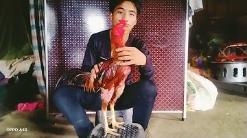 saib qaib zoo nraug xim zoo heev