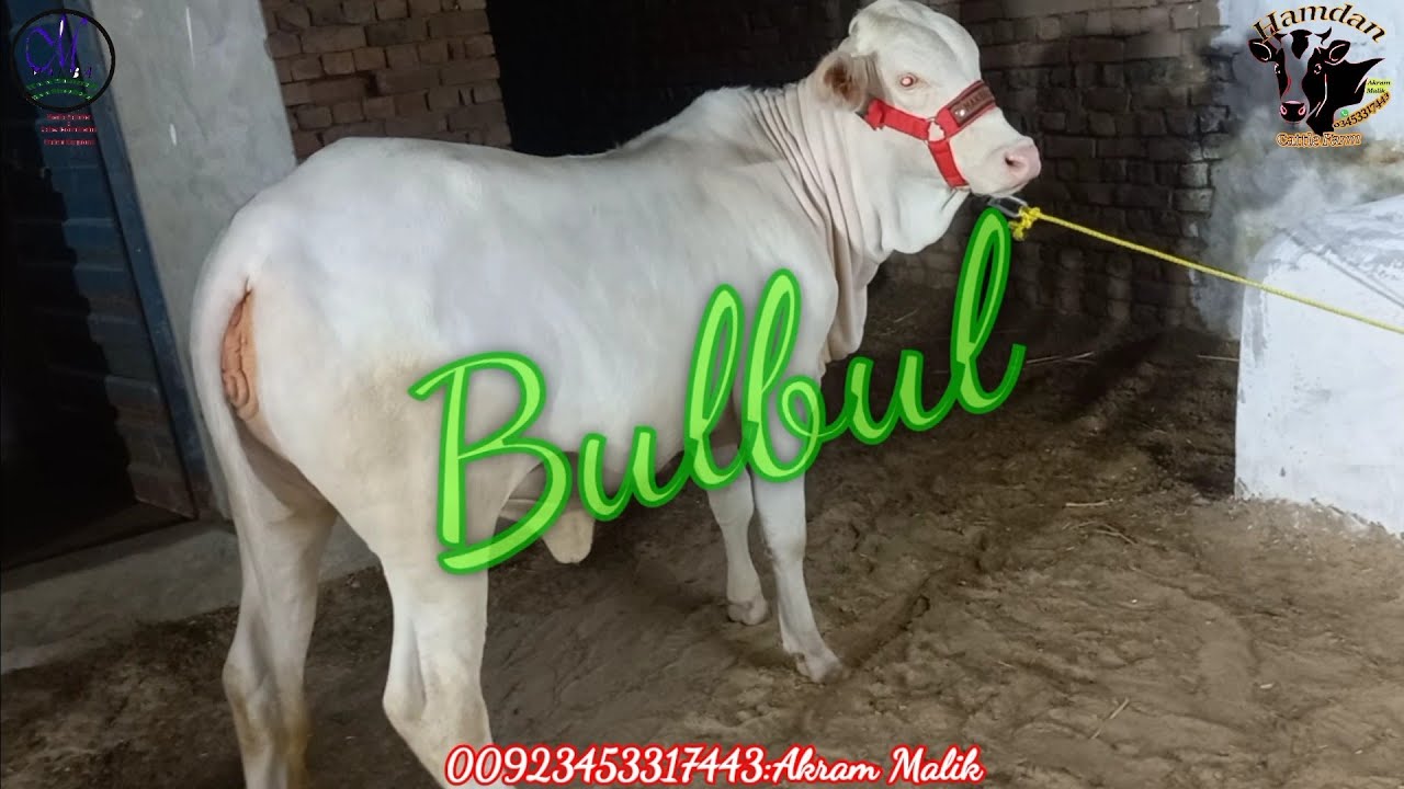 Hamdan Rind Hamdan Cattle Farm & Palai Centre|Review By MANDI VISIT| - YouTube