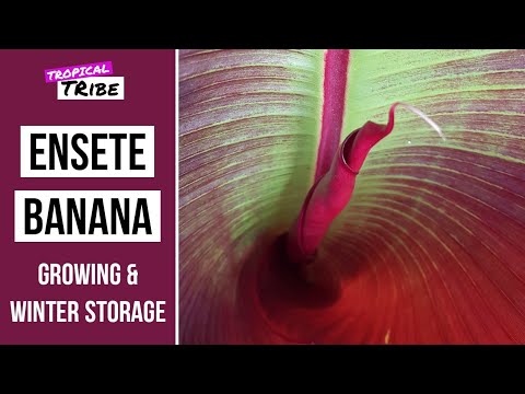 Vídeo: Cultivo Ensete Ventricosum - Conheça as Falsas Bananeiras