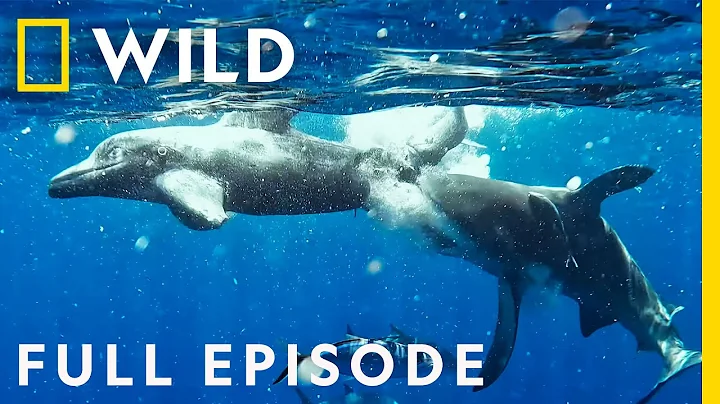 Sharks vs. Dolphins: Bahamas Battleground (Full Episode) | Nat Geo Wild