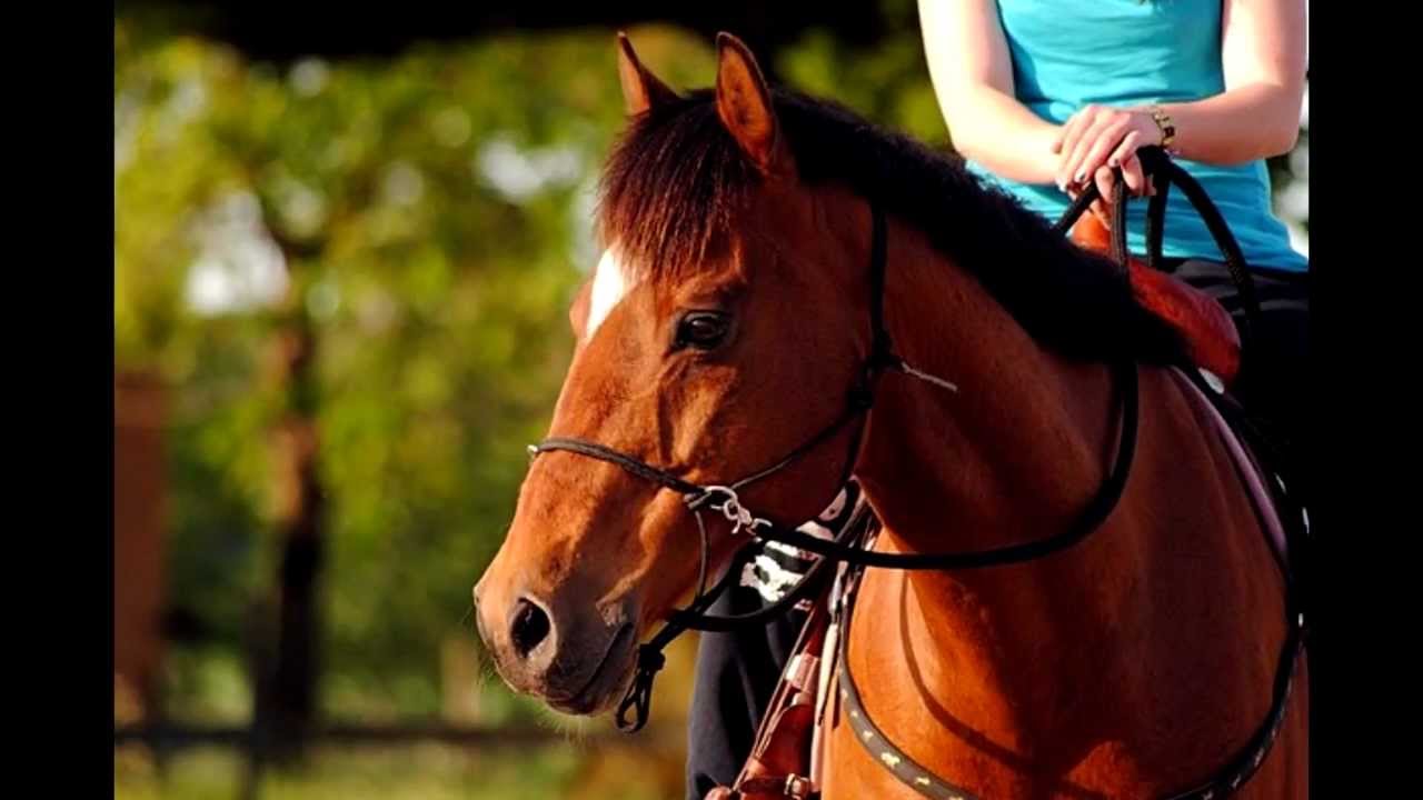 Horse for loan! YouTube Horse for loan! YouTube