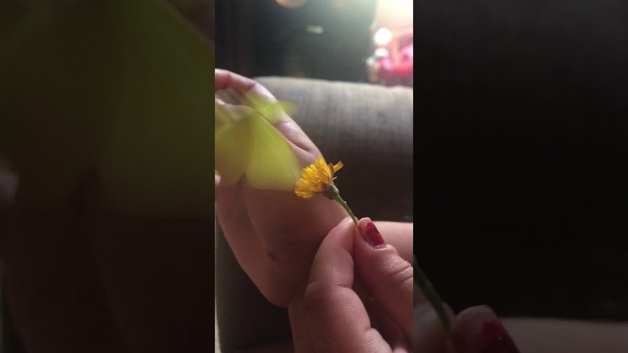 Rare banana butterfly eating