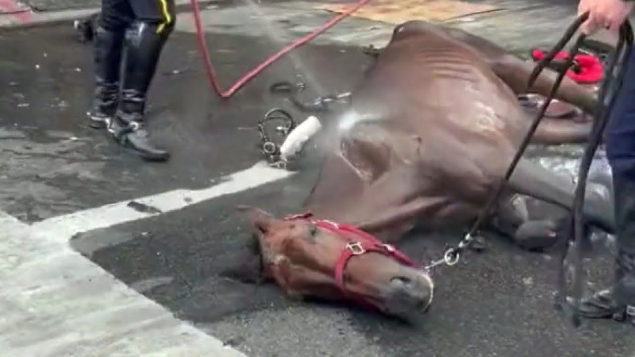 Carriage Owner Accused of Forging Collapsed Horse’s Age