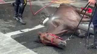 Carriage Owner Accused Of Forging Collapsed Horses Age