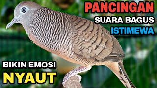 Perkutut Lokal Gacor Suara Bagus Cocok Untuk Pancingan Burung Perkutut Agar Bunyi.