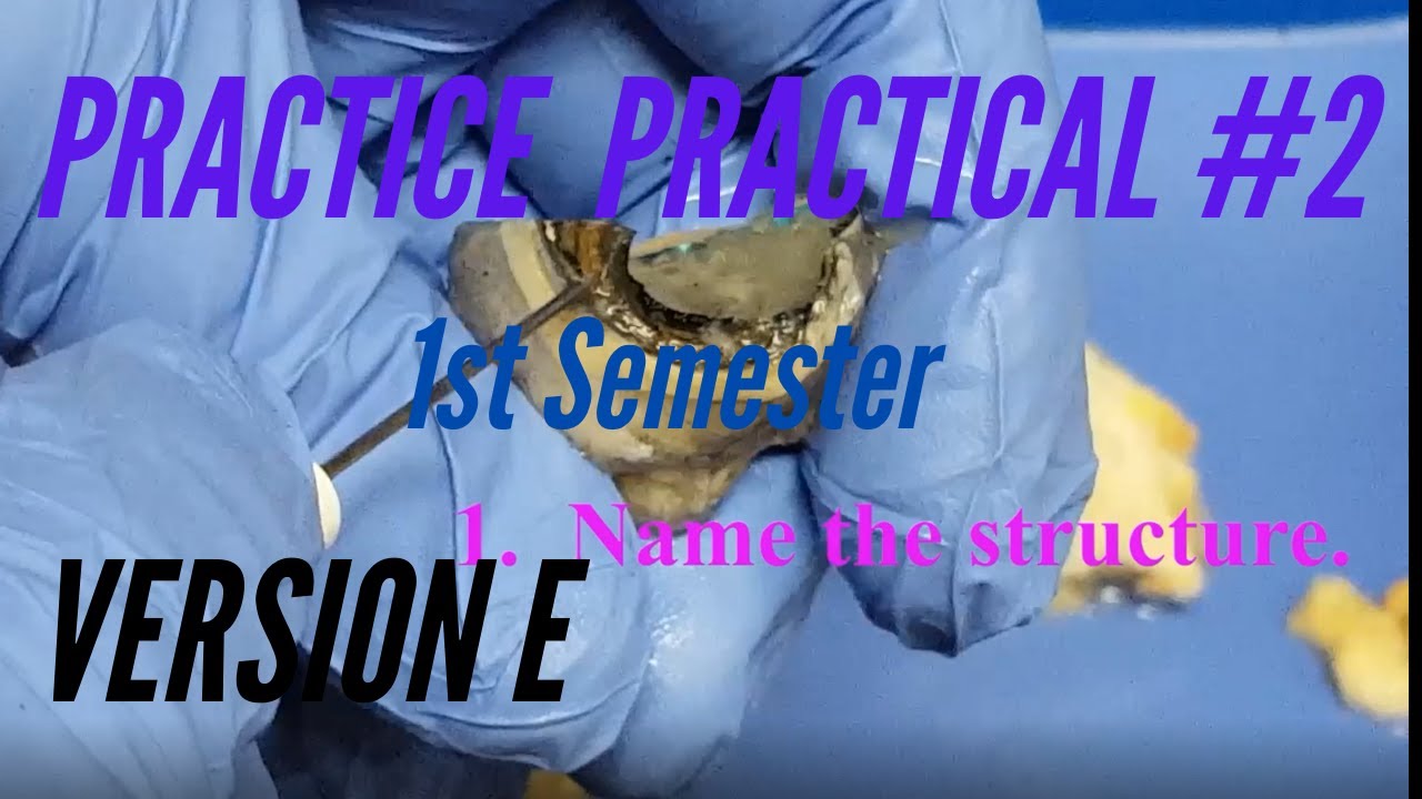A&P PRACTICE PRACTICAL: 1st Semester Practice Practical #2 Version E ...
