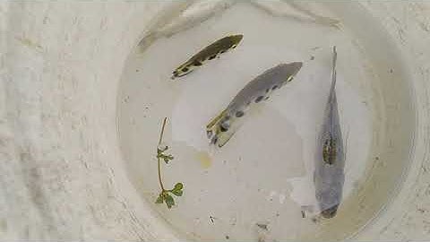 ra sông câu cá măng rổ gặp 2 thánh giành câu / fishing in Vietnam