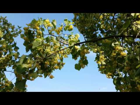 Video: Jesenné huby. Jesenná medovka - nebezpečný dvojník (meno)