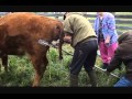 Pulling a calf