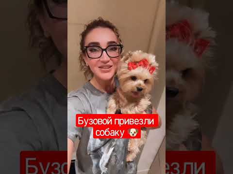 Бузовой привезли собаку