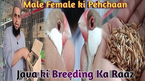 Complete Information Of Java | Breeding Guide | Nesting Material #petsbysbz #hobby #passion