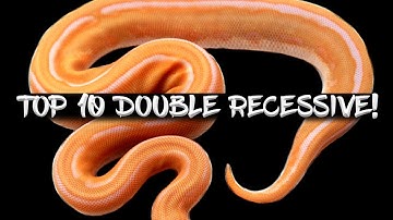 The 10 Most Popular Double Recessive Ball Pythons!