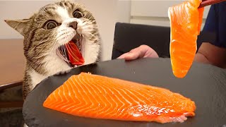 生まれて初めてサーモンの刺身を食べた子猫が狂う