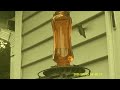 hummingbird