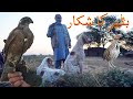 Primitive Hunting with Shikra Basha | Sparrowhawk Hunting | Rain Quail Common Quail Hunting