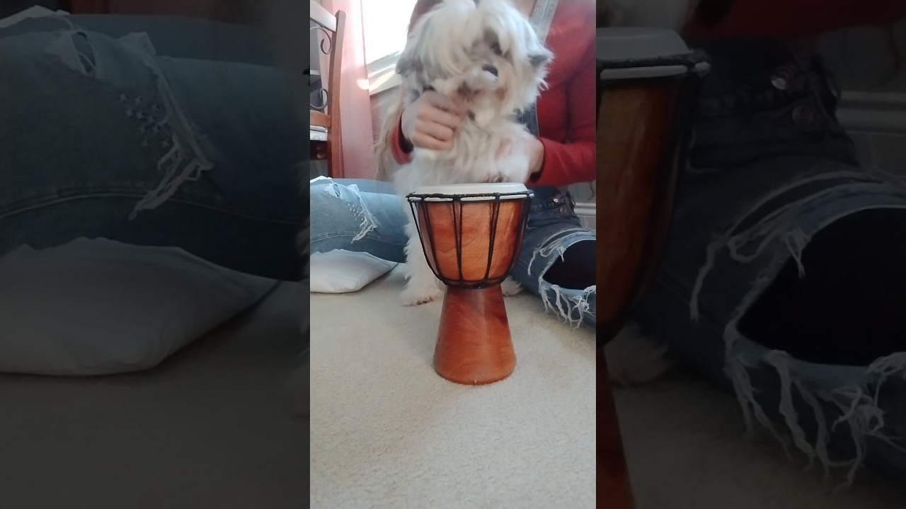 She isn't the most cooperative dog 