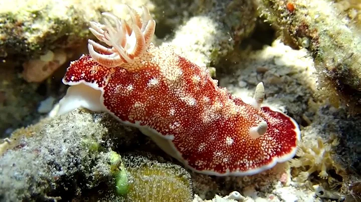 Slug Life: How sea slugs went solar | Michael Midd...