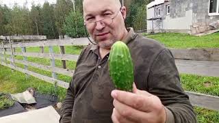 картинка: В гостях на винограднике у Павла Алькина 1 часть, 12 Сентября 2025г