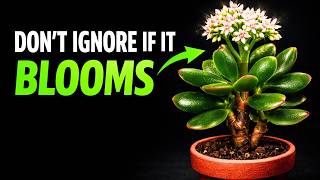 The Mistery Of Why The Jade Plant Blooms Heres Why