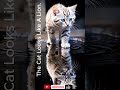 The Cat That Looks Like A Lion 🦁 | Amazing Pet Transformation