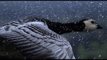 Incredible Slow Motion Barnacle Geese Flight Over Edinburgh