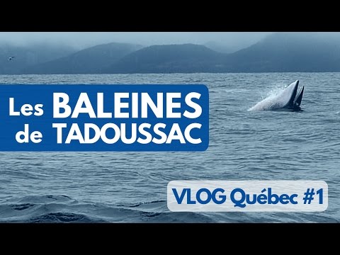 Vidéo: Observation des baleines au Canada : où aller ?