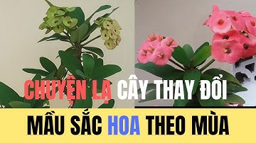 Bonsai xương rồng Bát Tiên cây phong thủy trong nhà giúp xua đuổi tà ma