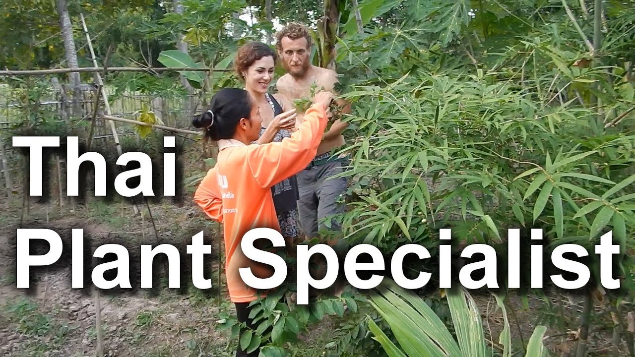 Thai Garden (Plant Specialist) YouTube