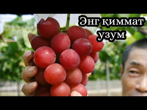 Video: Sankt-Peterburg Yaqinida Uzum Etishtirish