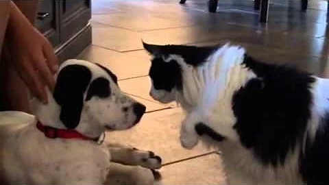 Family cat meets rescue dog