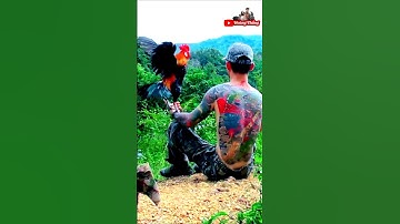 thợ săn bẫy gà rừng miền bắc hoàng thắng #sănbắt #bẫygàrừng #giảitrí #thợsăn #hoàngthắng