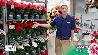 Mojo Geraniums