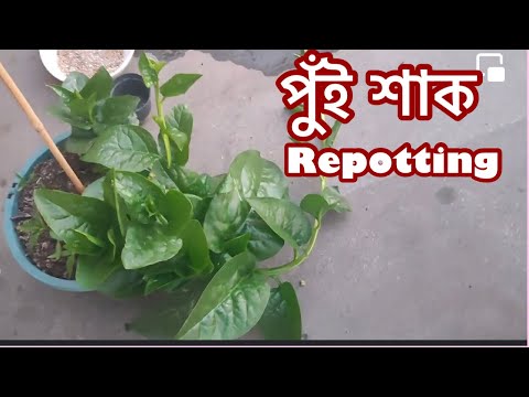 ভিডিও: রিপোটেড উদ্ভিদ কি?