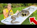 DISSECANDO uma COBRA PÍTON GIGANTE de 15 PÉS *o que ela comeu?*