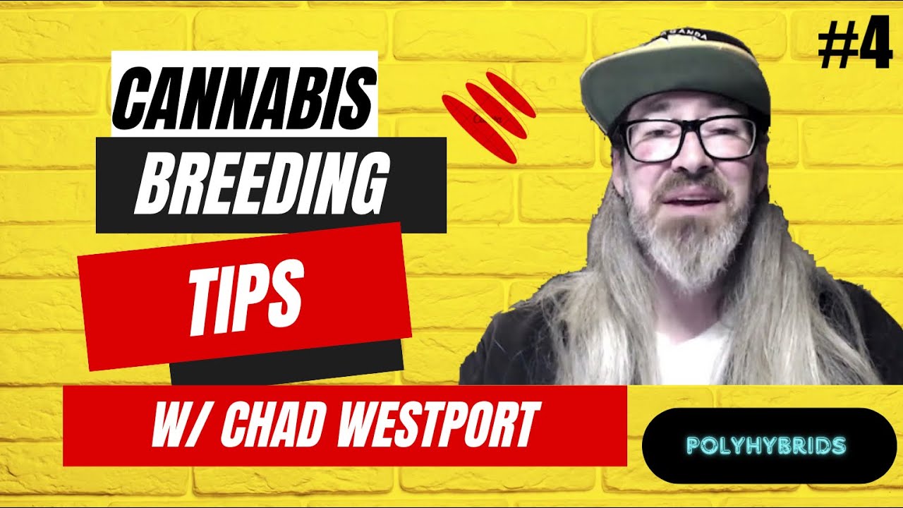 Polyhybrids - Top 3 tips for breeding with them w/ Chad Westport