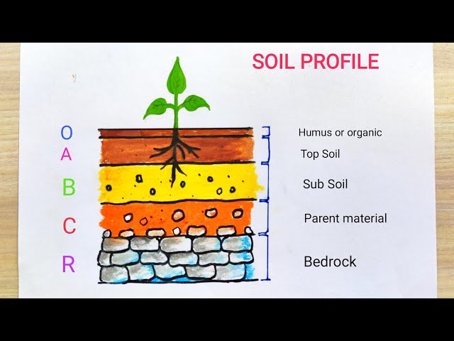 Soil profile diagram drawing easy  Layers of soil diagram  How to draw  soil layer step by step  YouTube