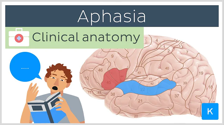 Aphasia: Wernicke's vs Broca's - Clinical Anatomy ...