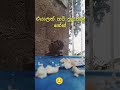 මෙයාට නමක් කියාගෙන යමුහ්😮#funny#short_feed#animals#motivation#trending1#viral@drdoom-q9g