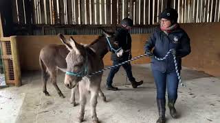 Donkeys - First Encounter by Tumble Oak Woods 46,852 views 9 months ago 1 minute, 40 seconds