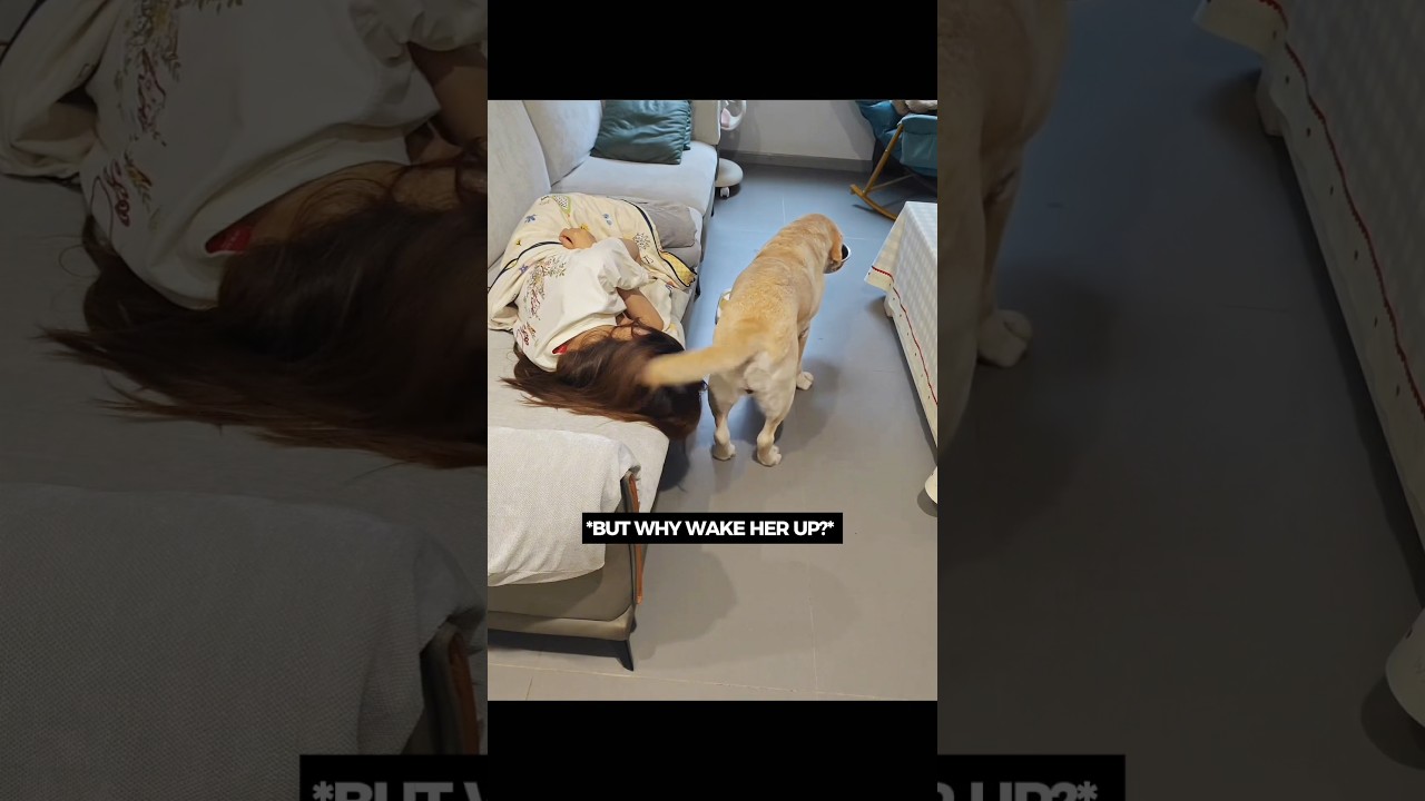 The Cutest Wake-Up Call Ever 🥹 #dogstory