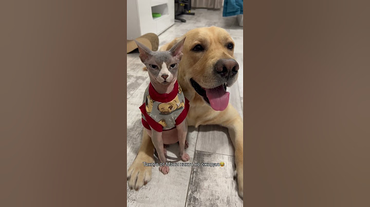Кот удивил собаку🙈