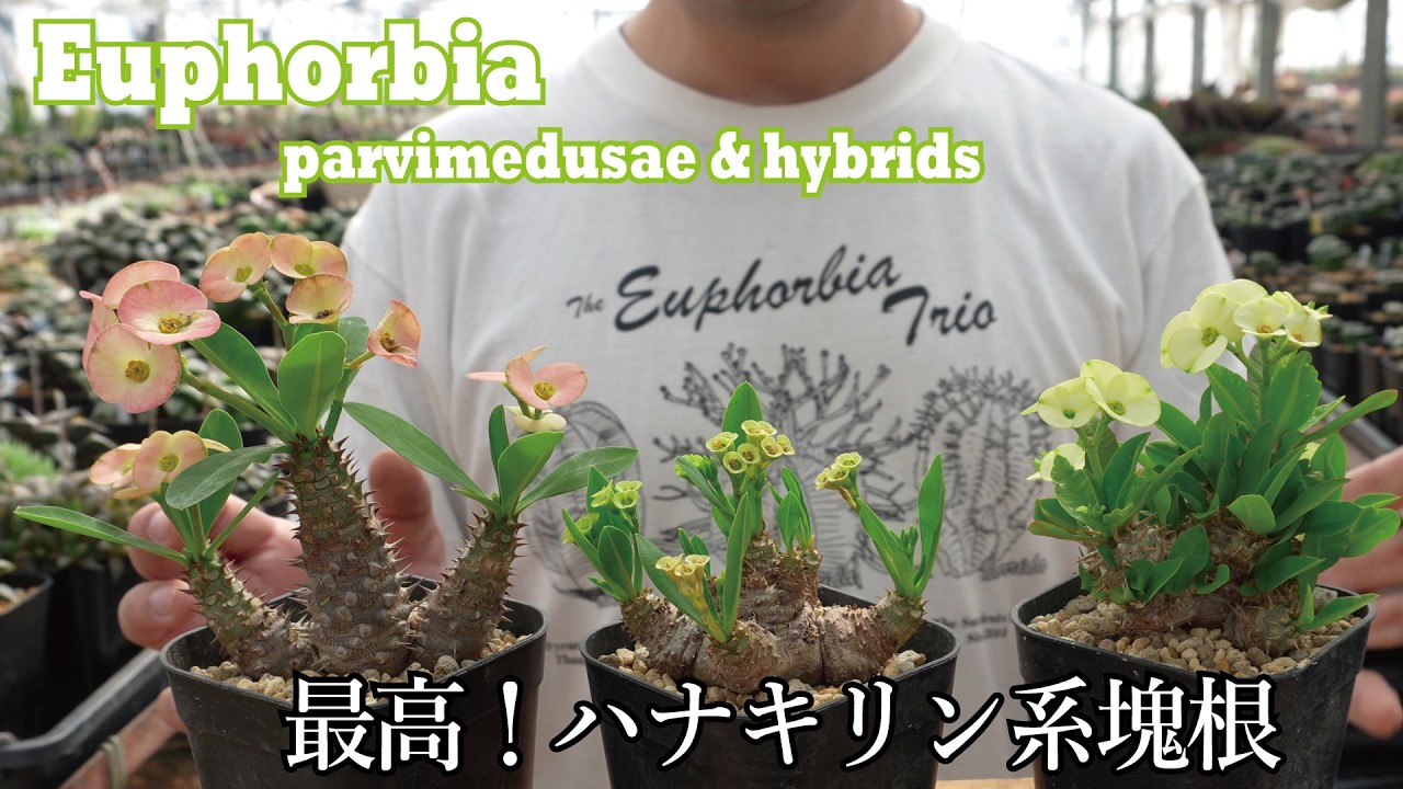 Our top pick for Euphorbia in 2026! Introducing Euphorbia