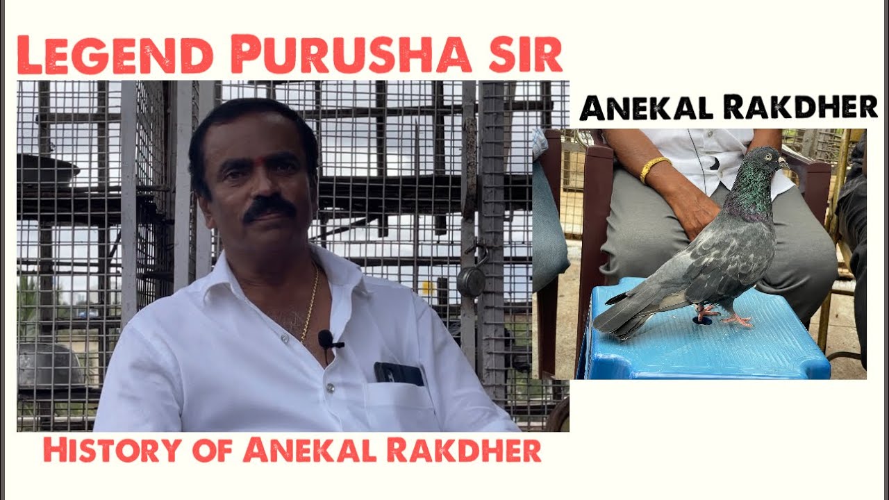 Legend Purusha sir Journey￼, Anekal Rakdher history and more about pigeons