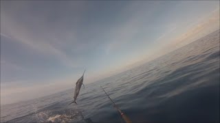 Peche en Kayak 974 - Marlin