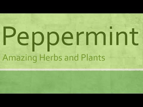Peppermint Amazing Herb - Health Benefits of Peppermint - Amazing Herbs and Plants